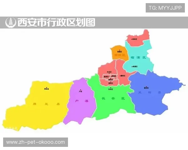 独家解析西安排球队速度对比及其战术影响分析 独家解析西安排球队速度对比及其战术影响分析